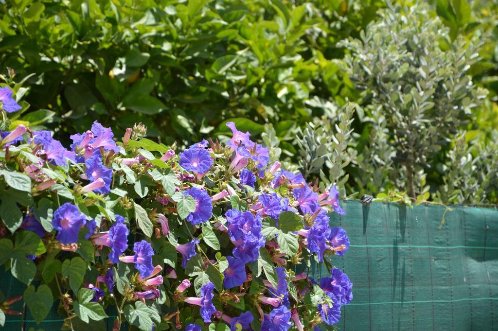 Guest House Al Giardino Dei Limoni Favignana Zewnętrze zdjęcie